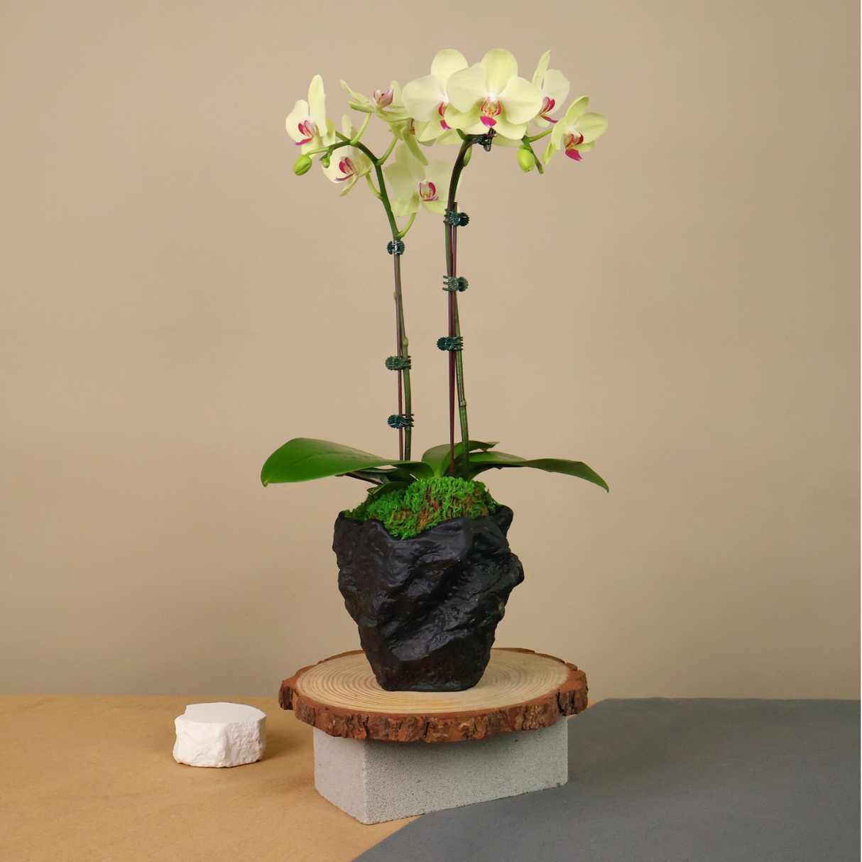 Radiant Noir (1 Double Stalk) - Orchid Phalaenopsis