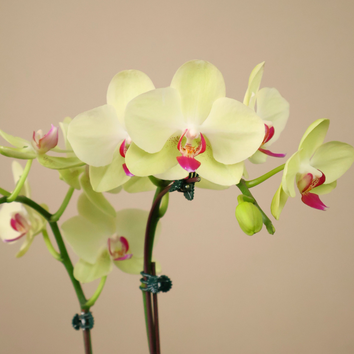 Radiant Noir (1 Double Stalk) - Orchid Phalaenopsis