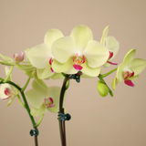 Radiant Noir (1 Double Stalk) - Orchid Phalaenopsis