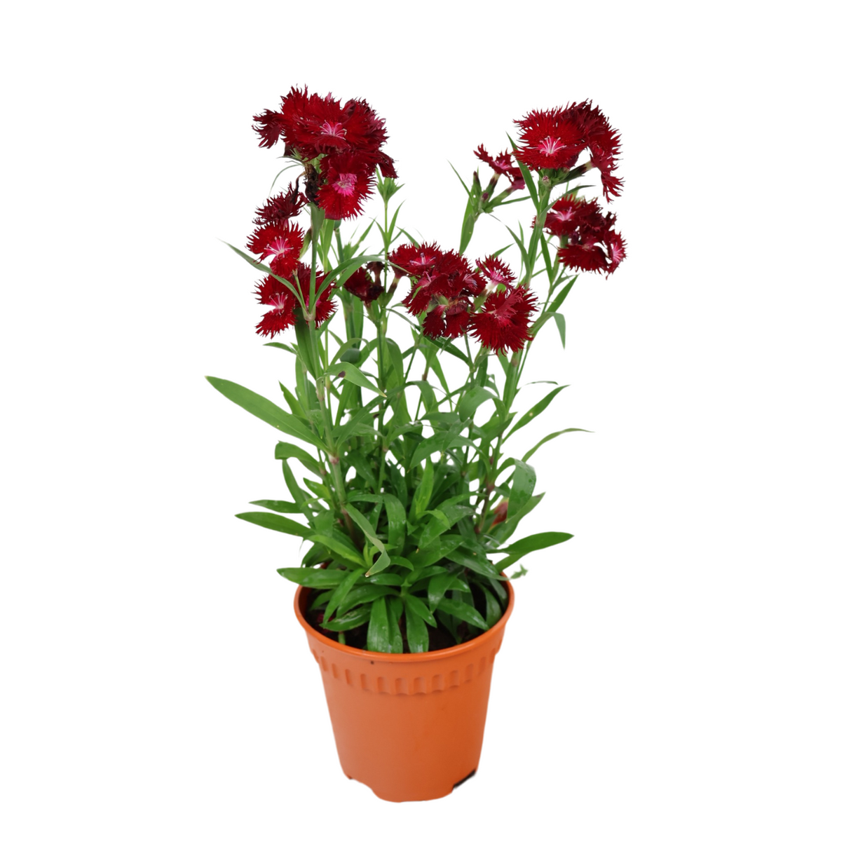 Carnation Plant