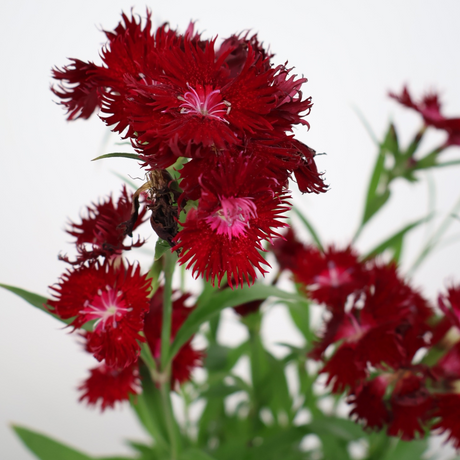 Carnation Plant