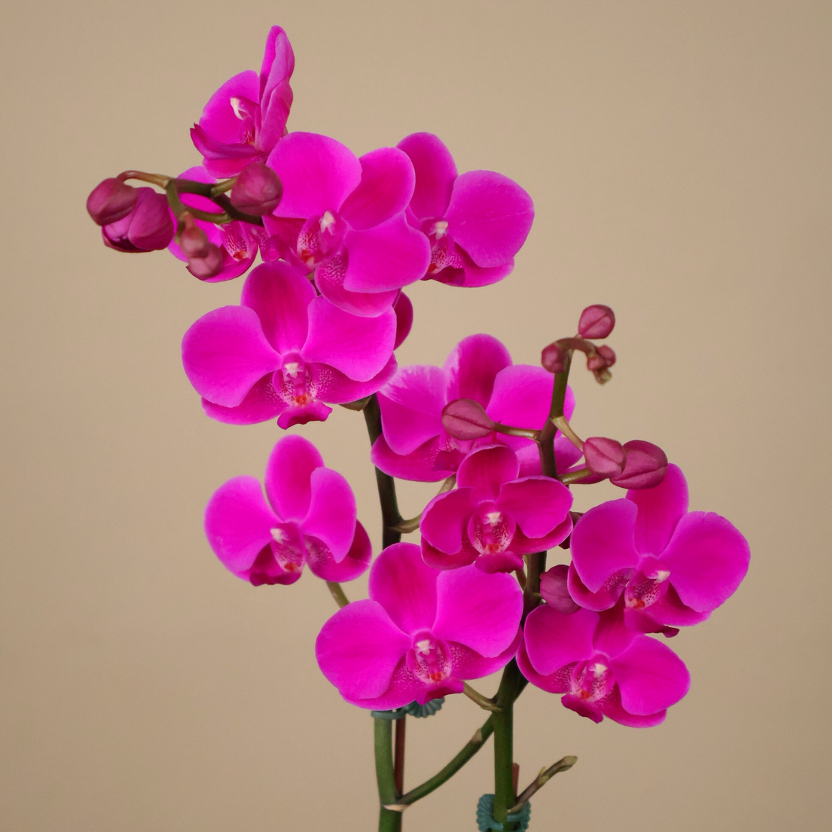 Twiling Petals (1 Double Stalk) - Orchid Phalaenopsis