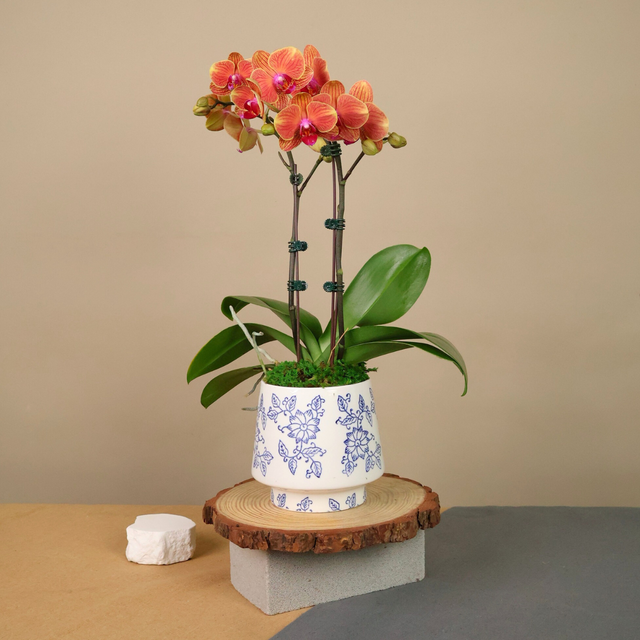 Houseplant in ceramic flowerpot.