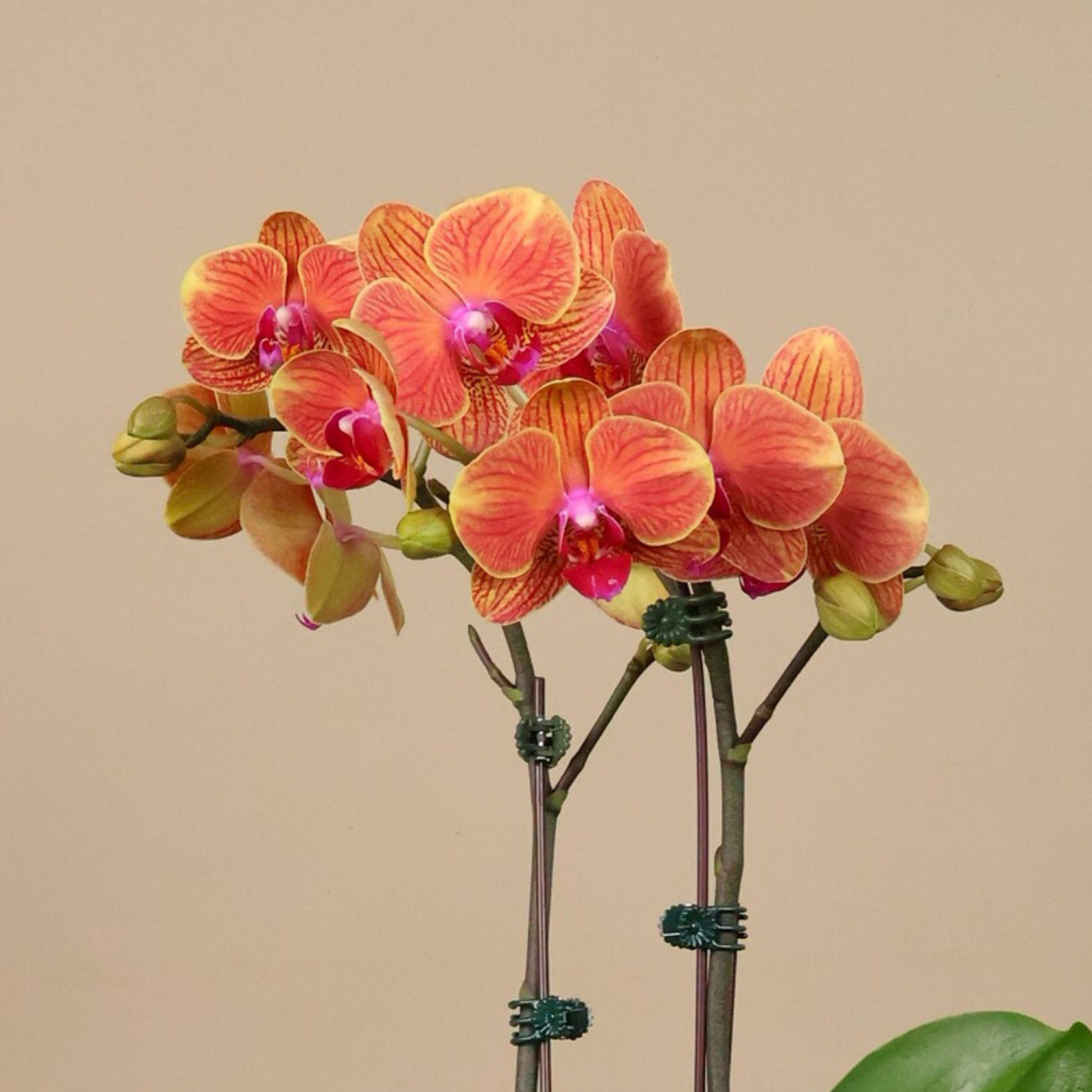 Amber Blossom (1 Double Stalk) - Orchid Phalaenopsis