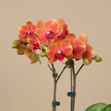 Amber Blossom (1 Double Stalk) - Orchid Phalaenopsis