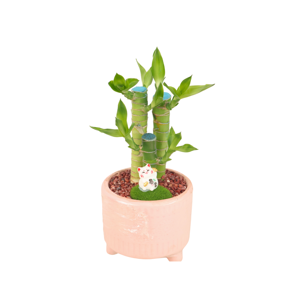 Lucky Bamboo in Pot