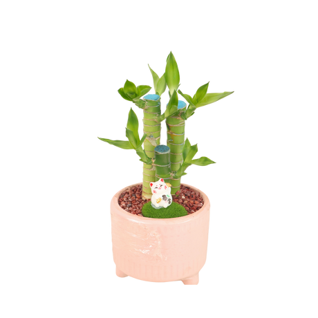 Lucky Bamboo in Pot