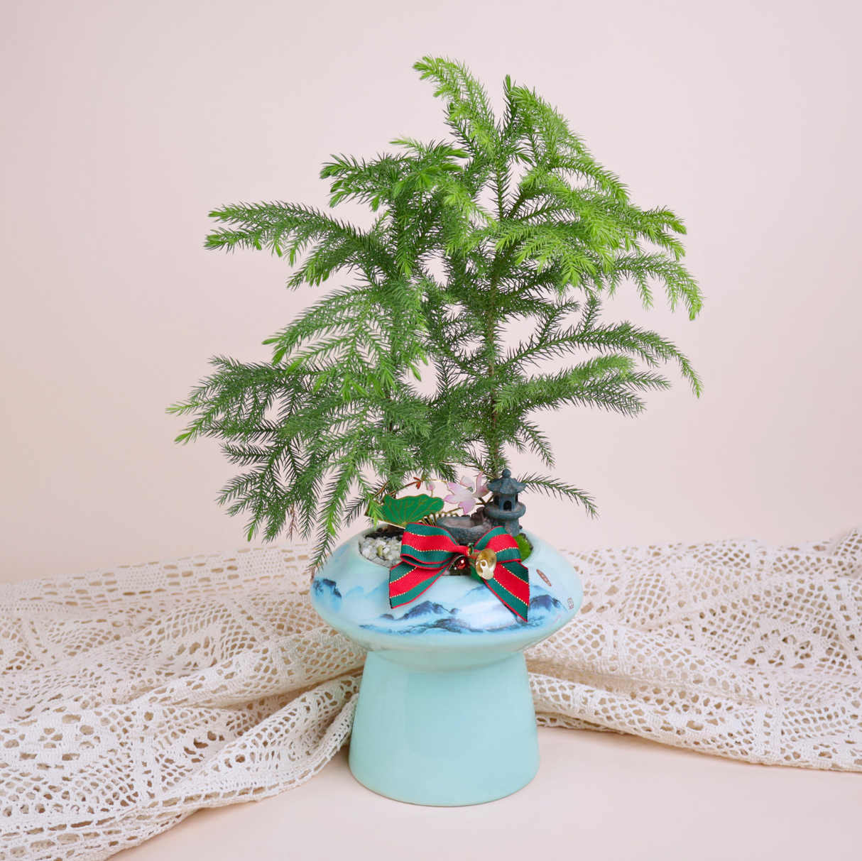 Norfolk Island pine (Araucaria) Plant in Ceramic Pot