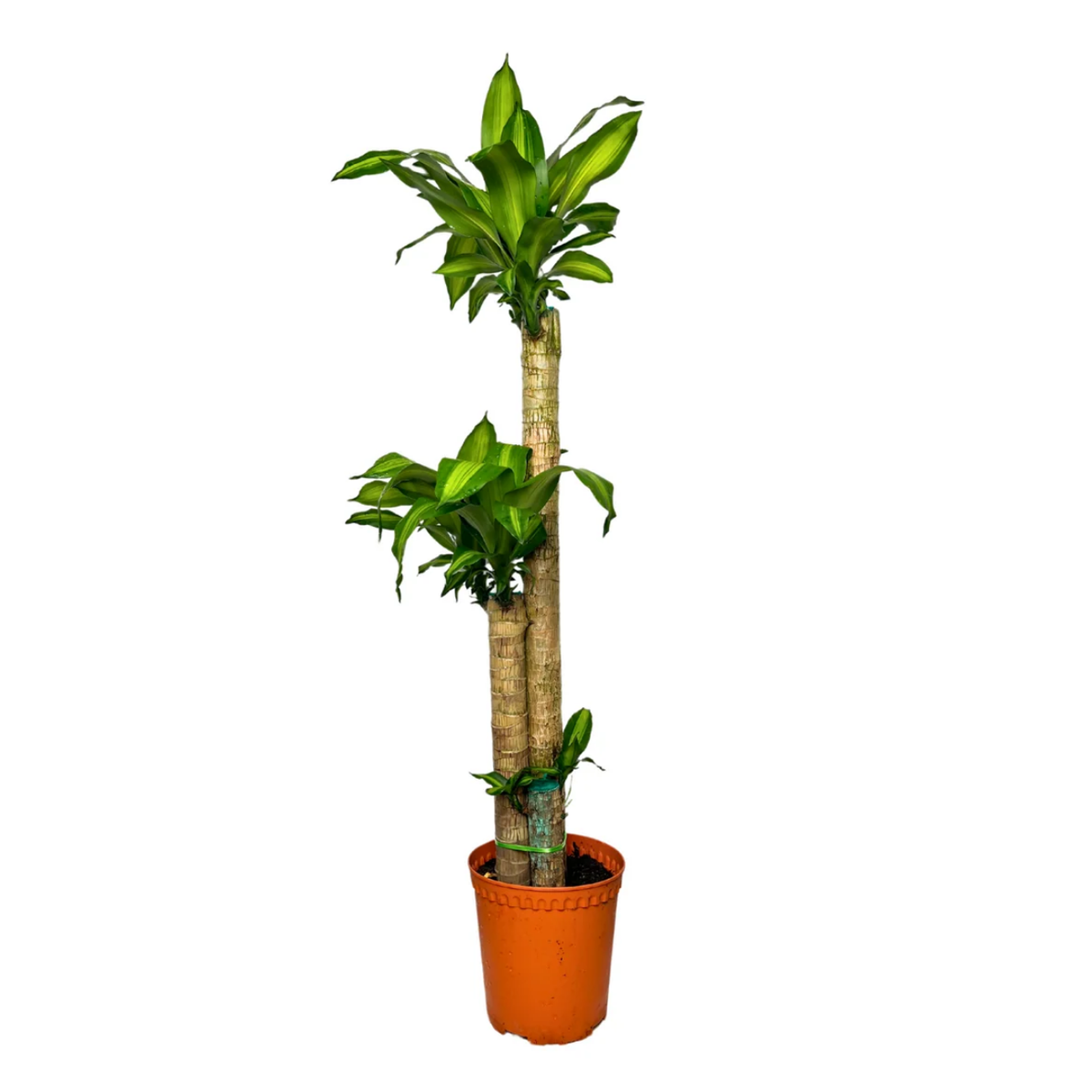 Dracaena Fragrans (Iron Tree)