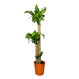 Dracaena Fragrans (Iron Tree)