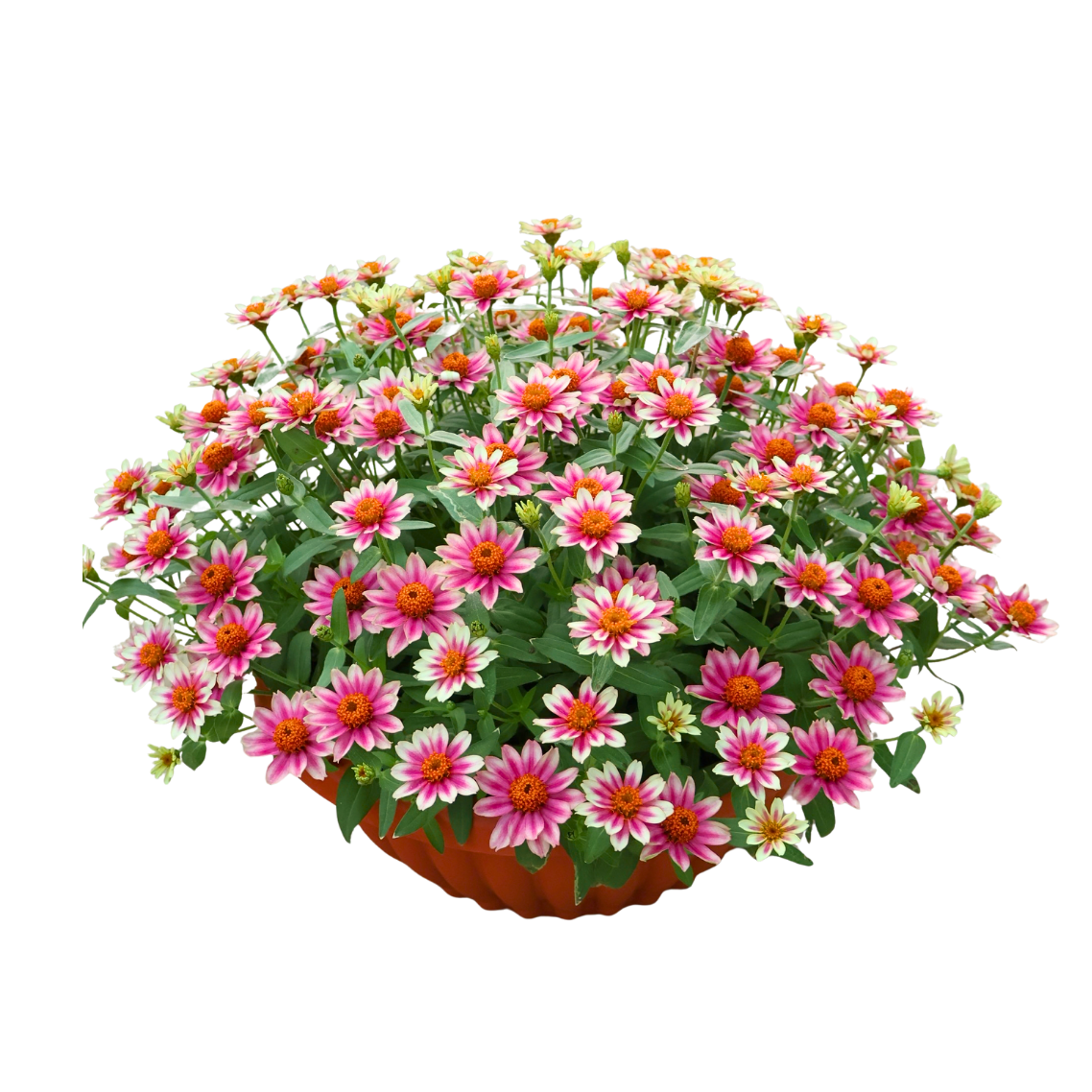 Zinnia Bowl (百日菊)