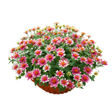 Zinnia Bowl (百日菊)