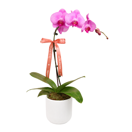 Grace Orchid (1 Single Stalk) - Orchid Phalaenopsis
