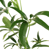 Heptapleurum (Elliptic-Leaved Schefflera)