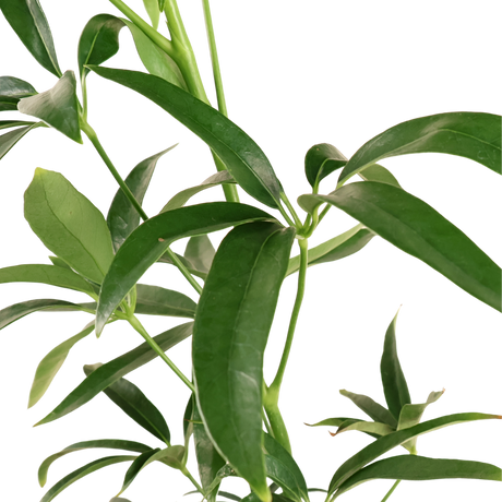 Heptapleurum (Elliptic-Leaved Schefflera)
