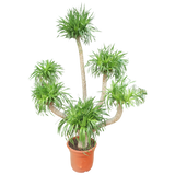 Dracaena Draco (Dragon Tree)