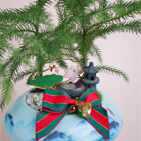 Norfolk Island pine (Araucaria) Plant in Ceramic Pot