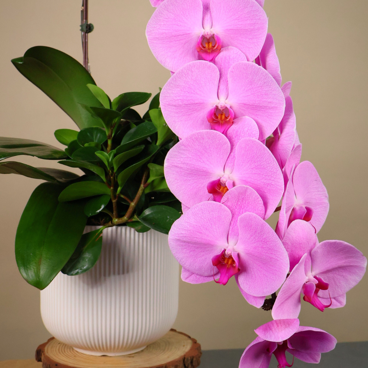 Ivory Majesty  (1 Long Stalk) - Orchid Phalaenopsis