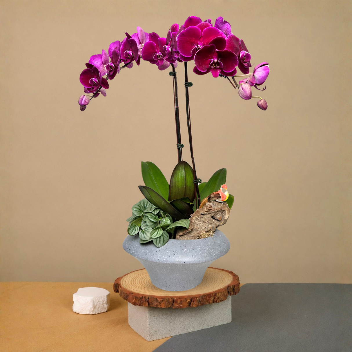 Sparrow Serenade (2 Single Stem) - Orchid Phalaenopsis