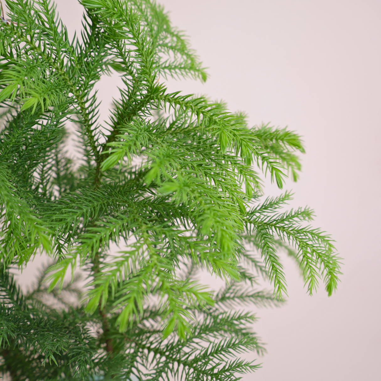 Norfolk Island pine (Araucaria) Plant in Ceramic Pot