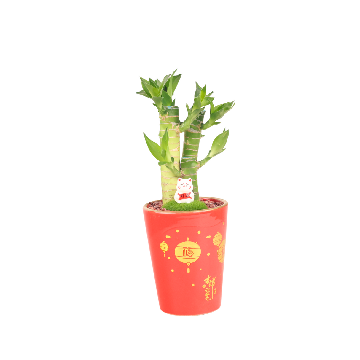 Lucky Bamboo in Pot