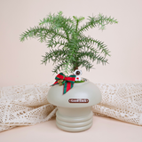 Pinaceae (Coniferous evergreen) Plant in Ceramic Pot