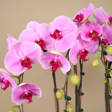 Velvet Garden (3/5 Single Stalk) - Orchid Phalaenopsis