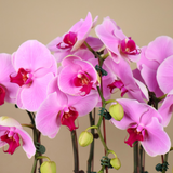 Velvet Garden (3/5 Single Stalk) - Orchid Phalaenopsis