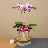 Ethereal Orchid (1 Double stem) - Orchid Phalaenopsis