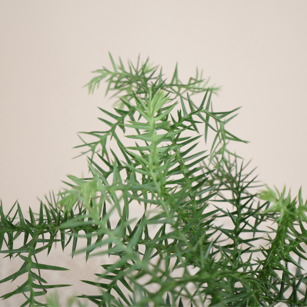 Pinaceae (Coniferous evergreen) Plant in Ceramic Pot