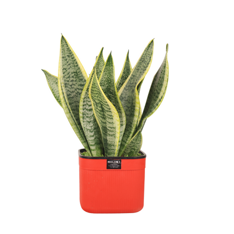 Sansevieria Plant (Snake Plant 虎尾兰) in Plastic Pot