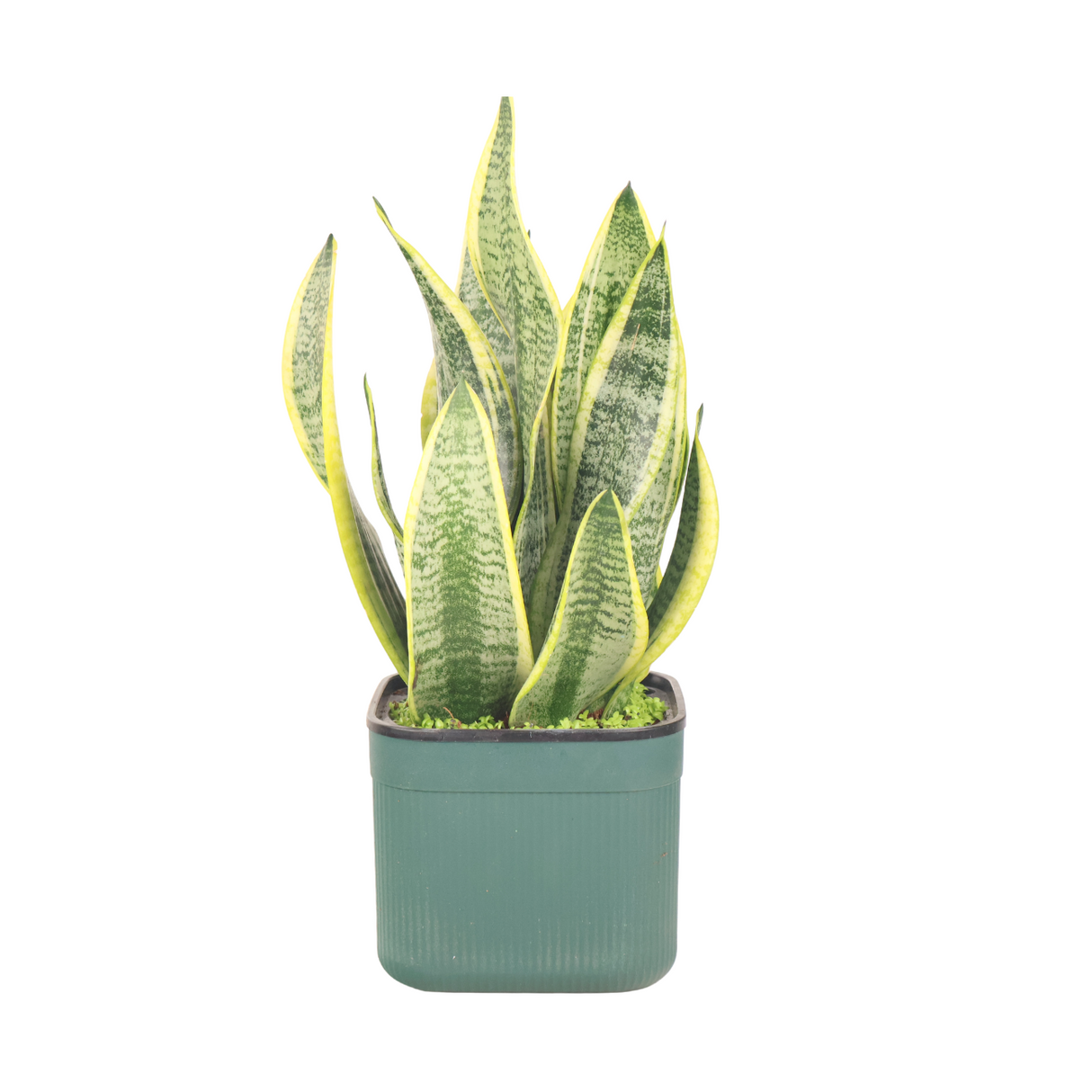 Sansevieria Plant (Snake Plant 虎尾兰) in Plastic Pot