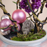 Callicarpa Bodinieri (Bodinier's Beautyberry) in Ceramic Pot