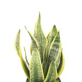 Sansevieria Plant (Snake Plant 虎尾兰) in Plastic Pot