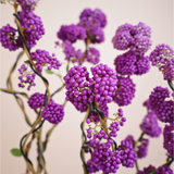 Callicarpa Bodinieri (Bodinier's Beautyberry) in Ceramic Pot