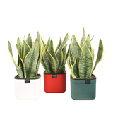 Sansevieria Plant (Snake Plant 虎尾兰) in Plastic Pot