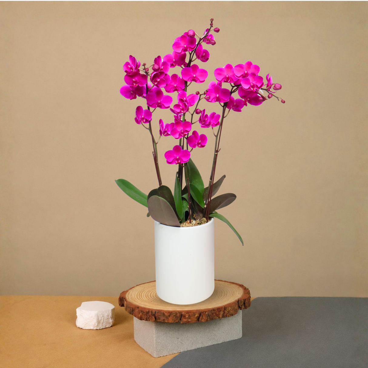 Orchid Grace (3 Single Stem) - Mini Orchid Phalaenopsis