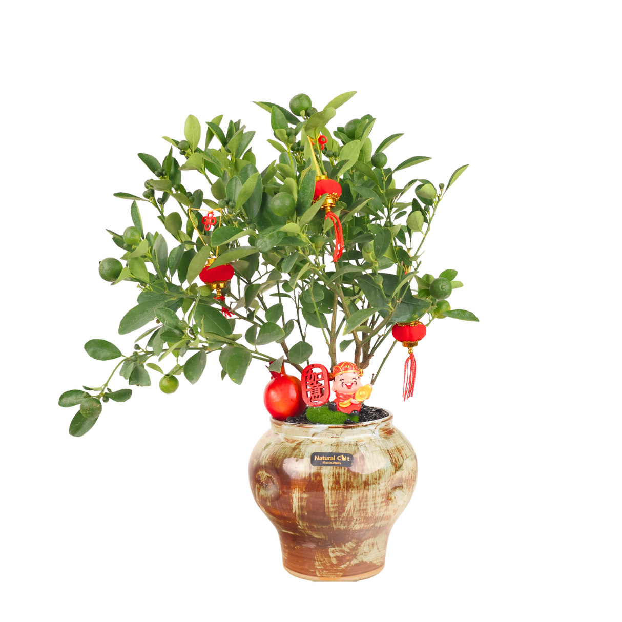 Lime Plant Festive Pot