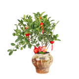 Lime Plant Festive Pot