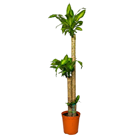 Dracaena Fragrans (Iron Tree)