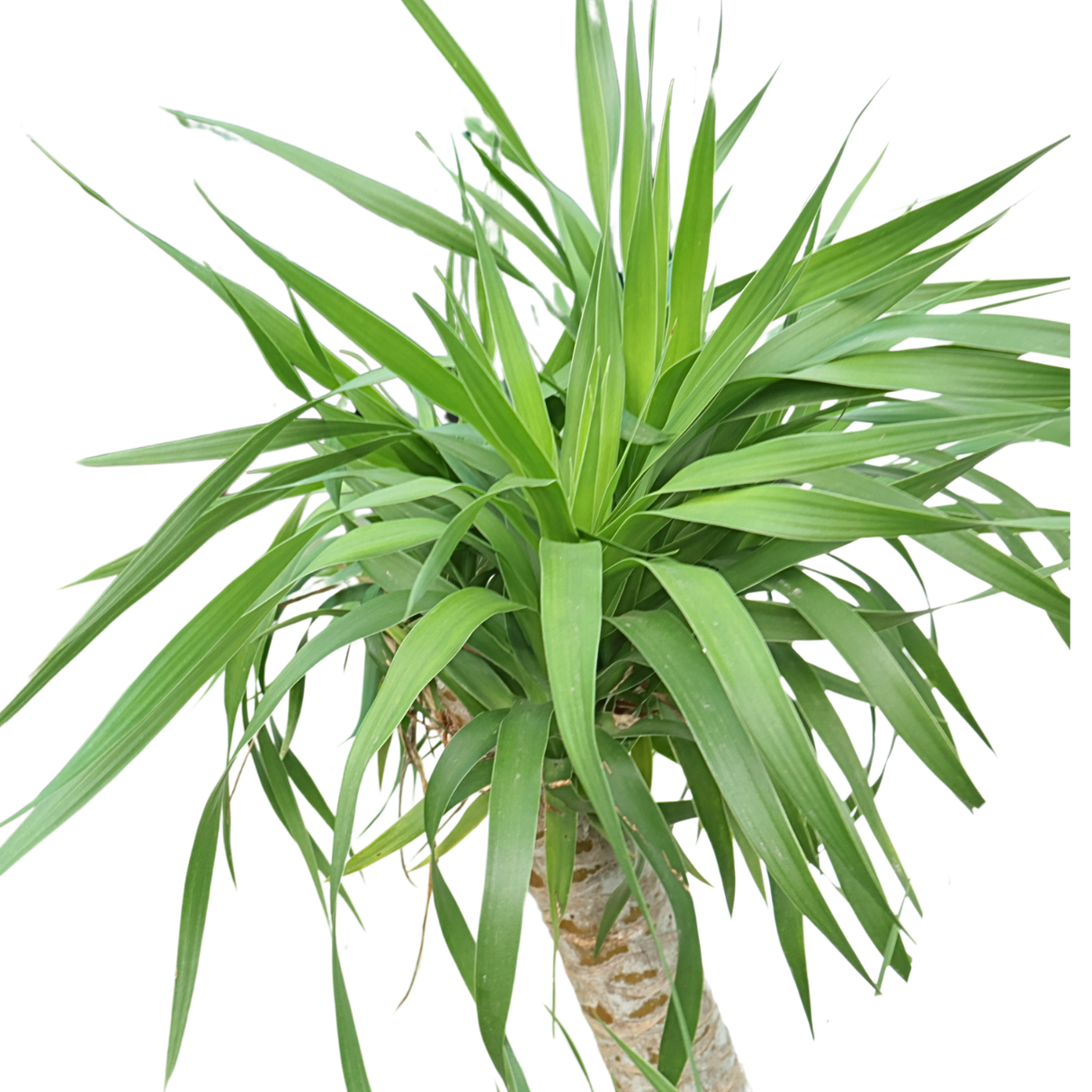 Dracaena Draco (Dragon Tree)