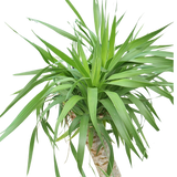 Dracaena Draco (Dragon Tree)