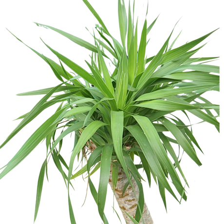Dracaena Draco (Dragon Tree)