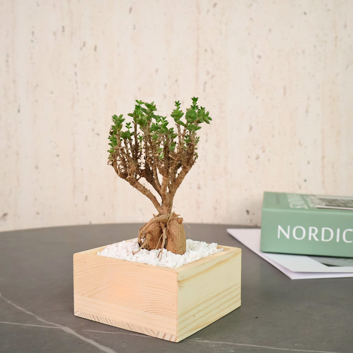 African Bonsai Wood in Ceramic Pot - Corporate Gifts