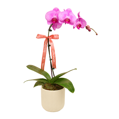 Grace Orchid (1 Single Stalk) - Orchid Phalaenopsis