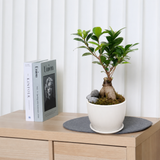 Ficus Micropora Bonsai (Repotted)