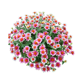 Zinnia Bowl (百日菊)