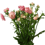 Persian Buttercup (Holland)