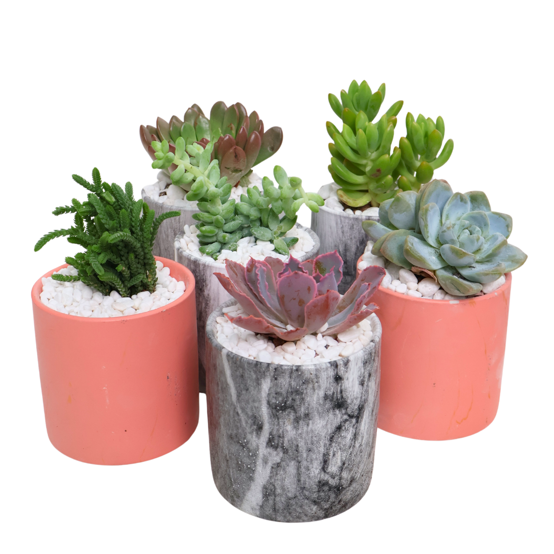 Mini Succulent Gift (Set of 6)