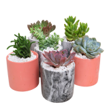 Mini Succulent Gift (Set of 6)